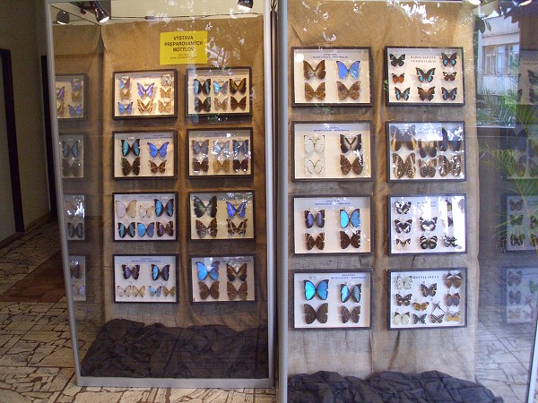 výstava preparovaných motýľov
